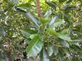 Yellow Mastic